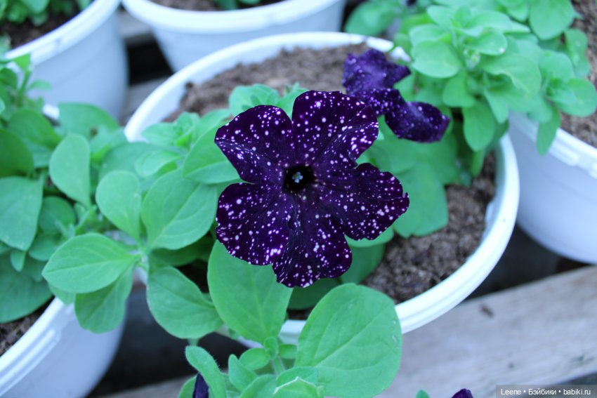 Прогулка по теплицам и зимнему лесу "Открывая весну"