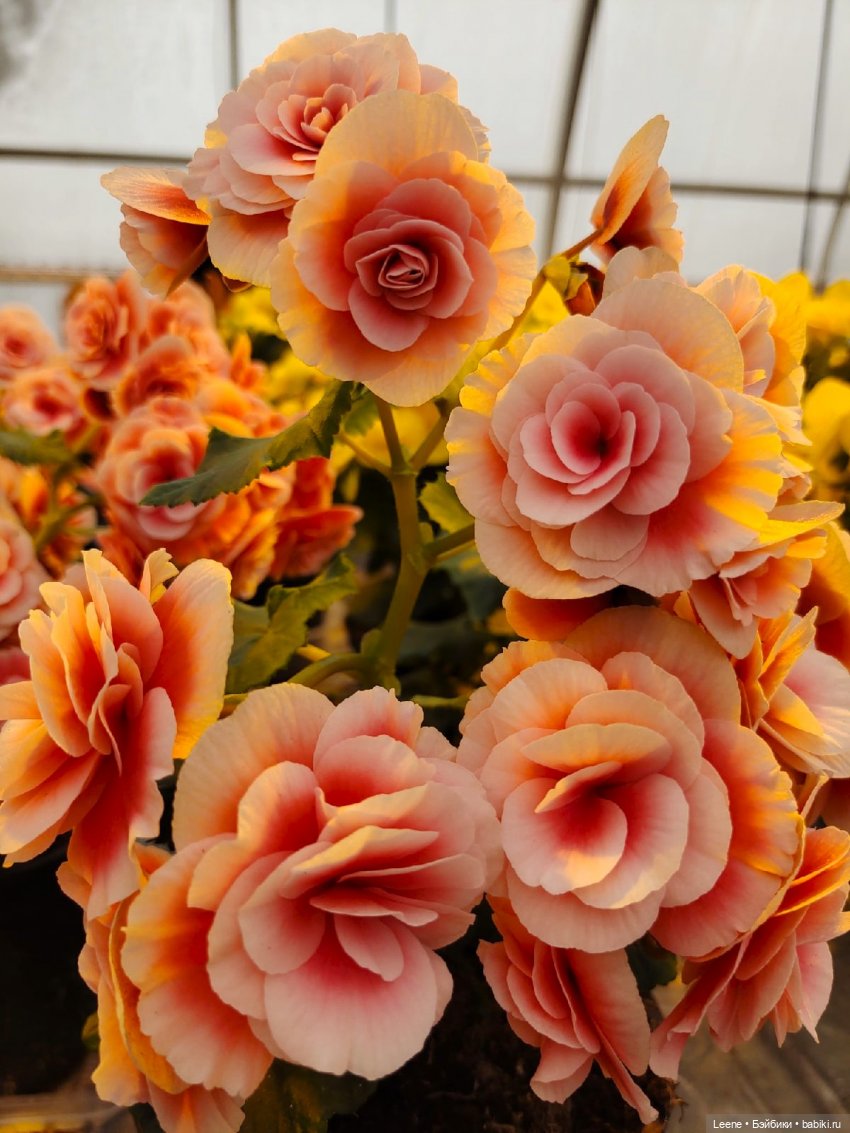 Прогулка по теплицам и зимнему лесу "Открывая весну" (фото 9)