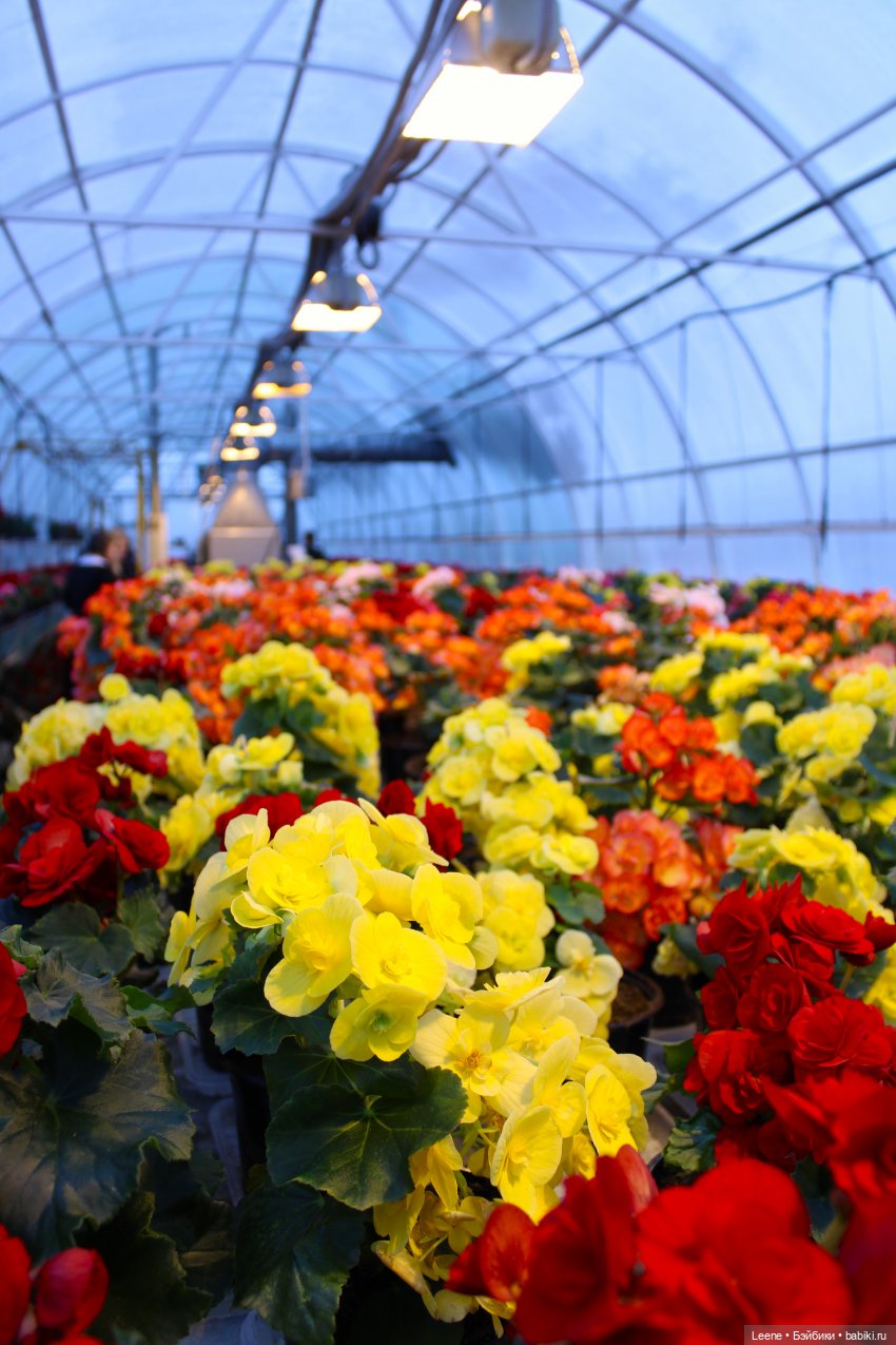 Прогулка по теплицам и зимнему лесу "Открывая весну" (фото 7)