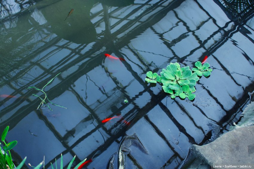 Прогулка в оранжерее Зеленхоза