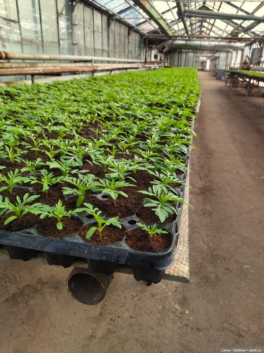 Прогулка в оранжерее Зеленхоза