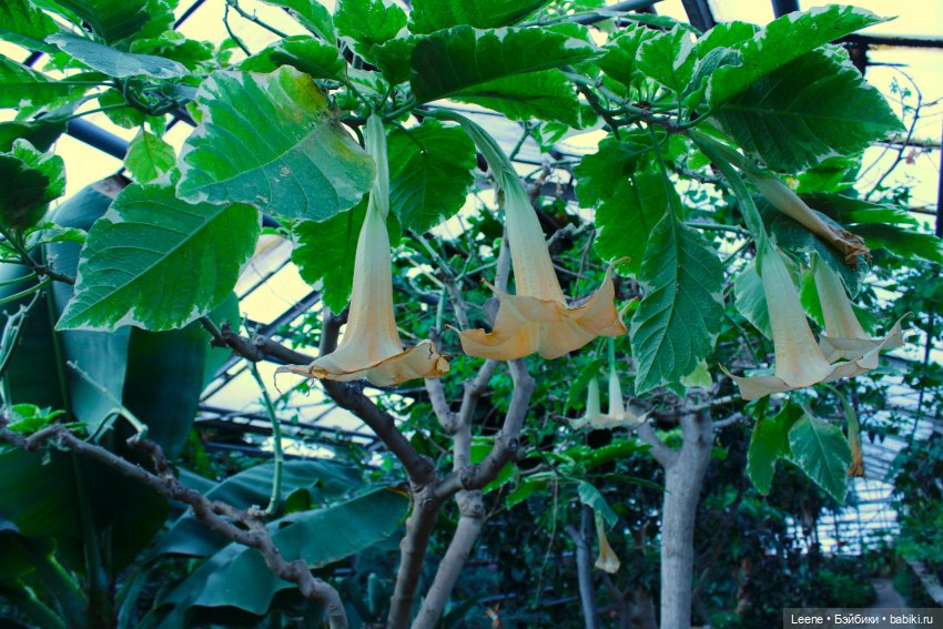 Прогулка в оранжерее Зеленхоза (фото 10)