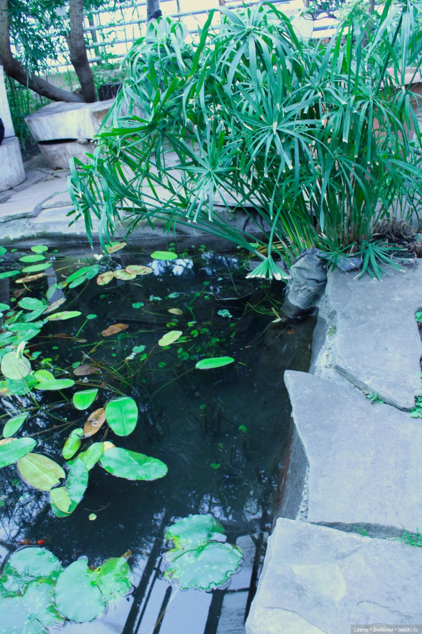 Прогулка в оранжерее Зеленхоза