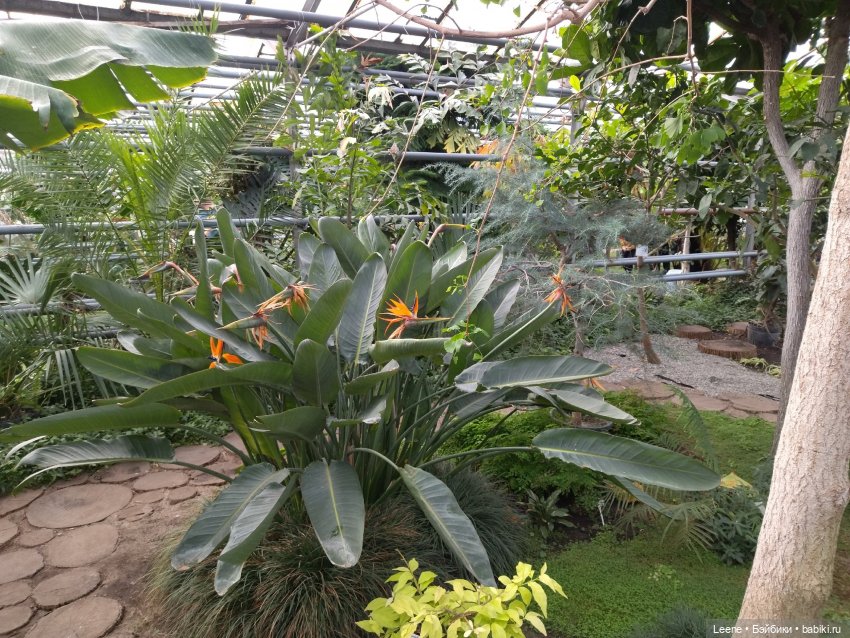 Прогулка в оранжерее Зеленхоза