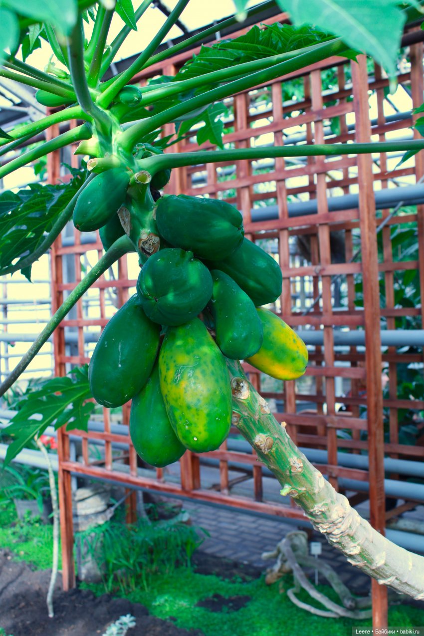 Прогулка в оранжерее Зеленхоза