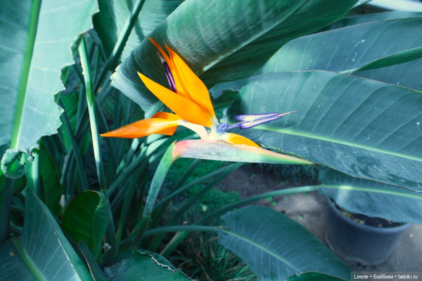 Прогулка в оранжерее Зеленхоза