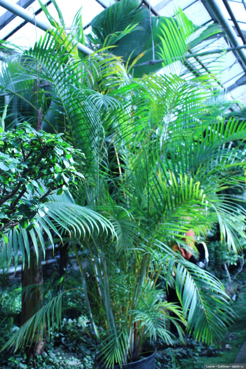 Прогулка в оранжерее Зеленхоза