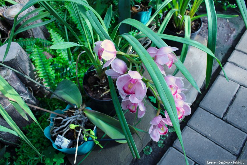 Прогулка в оранжерее Зеленхоза (фото 8)