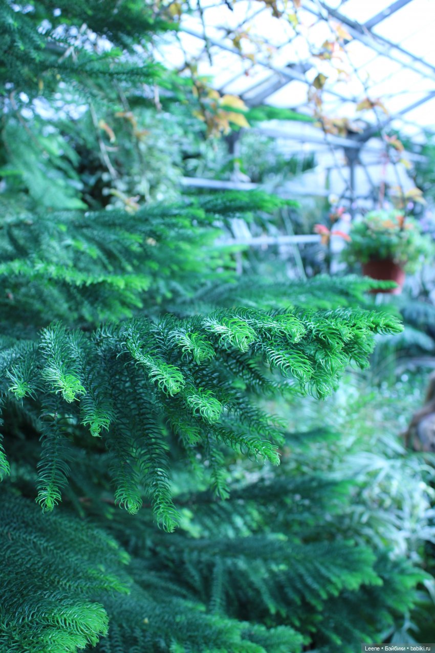 Прогулка в оранжерее Зеленхоза