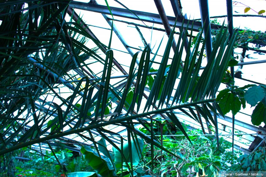 Прогулка в оранжерее Зеленхоза (фото 3)