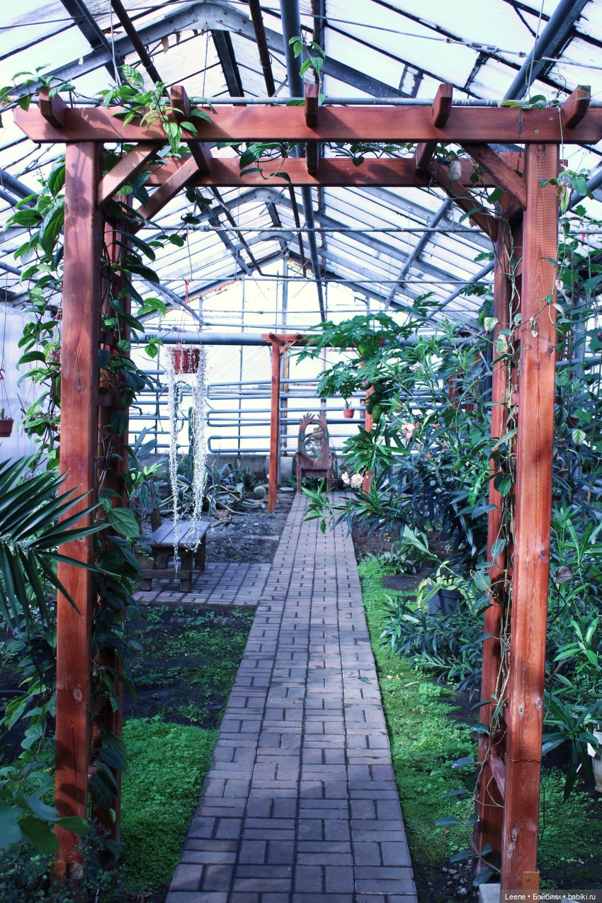 Прогулка в оранжерее Зеленхоза (фото 6)
