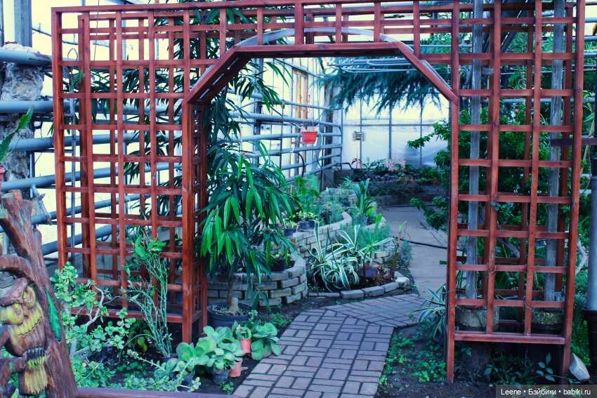 Прогулка в оранжерее Зеленхоза (фото 7)