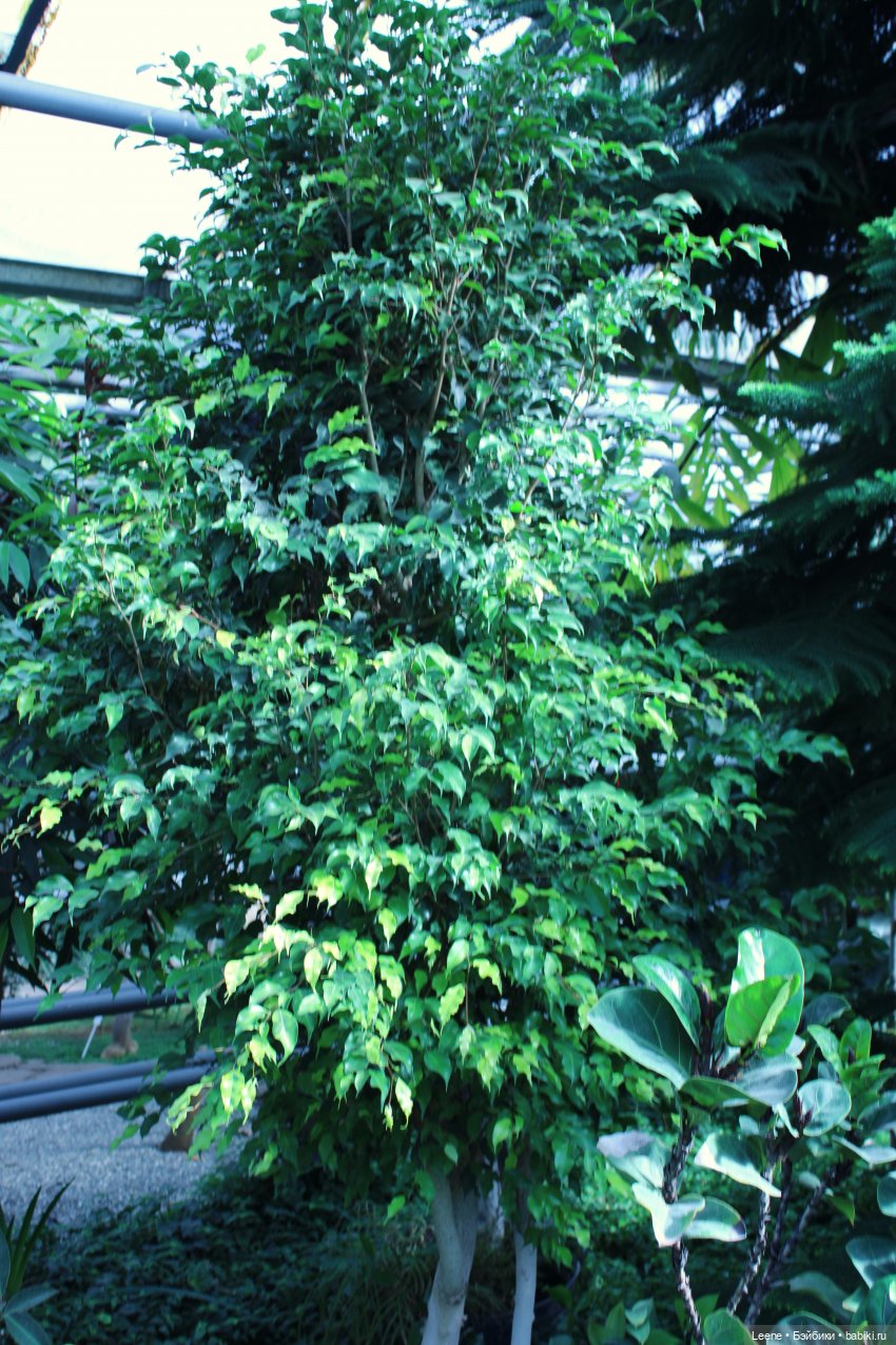 Прогулка в оранжерее Зеленхоза