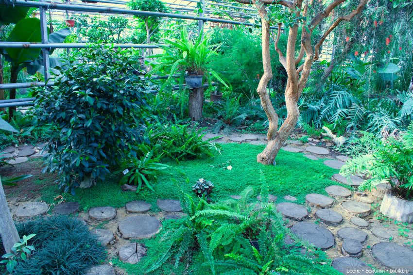 Прогулка в оранжерее Зеленхоза (фото 4)