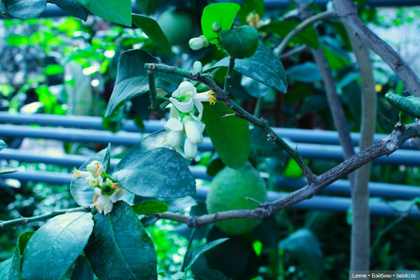 Прогулка в оранжерее Зеленхоза