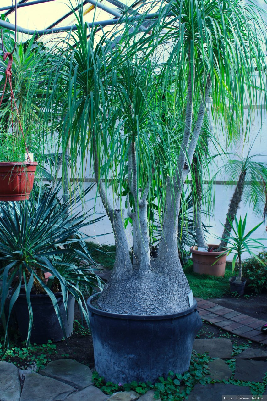 Прогулка в оранжерее Зеленхоза