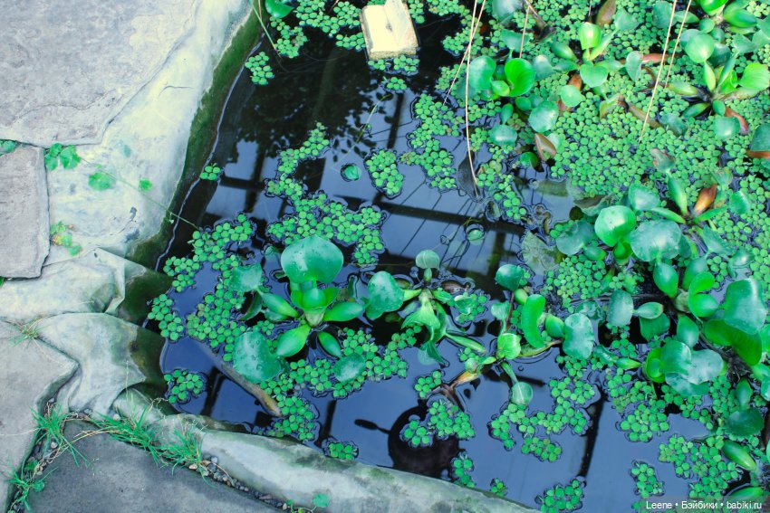 Прогулка в оранжерее Зеленхоза