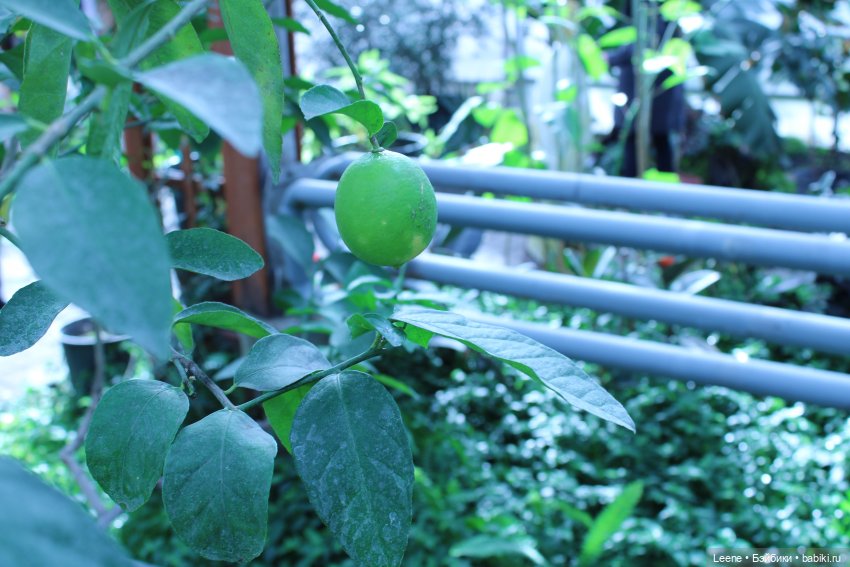 Прогулка в оранжерее Зеленхоза