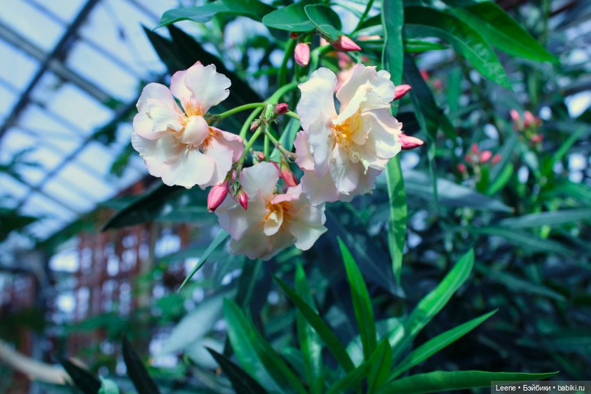 Прогулка в оранжерее Зеленхоза (фото 9)