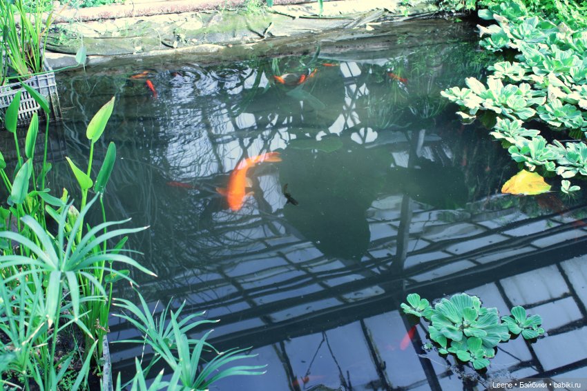 Прогулка в оранжерее Зеленхоза