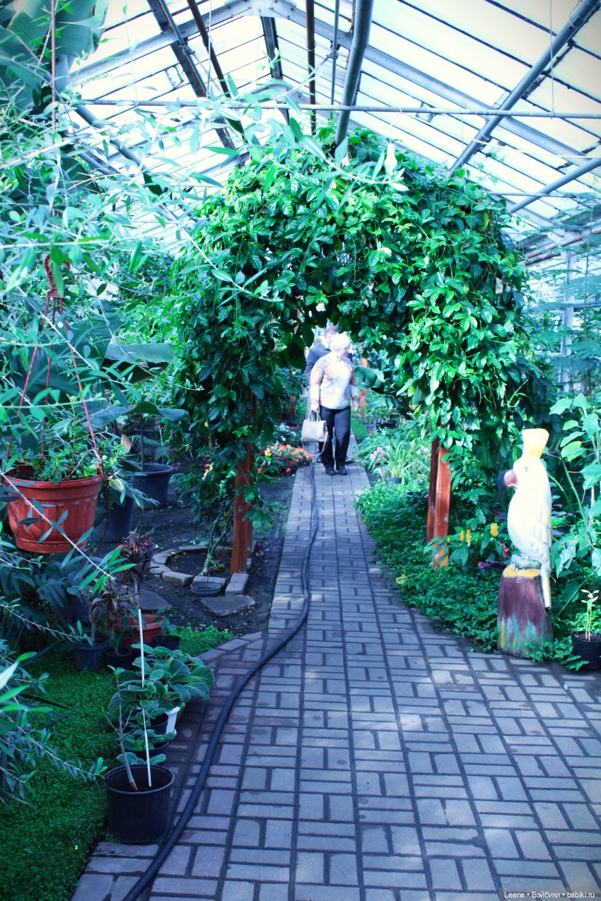 Прогулка в оранжерее Зеленхоза (фото 5)