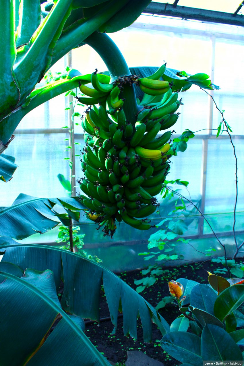 Прогулка в оранжерее Зеленхоза