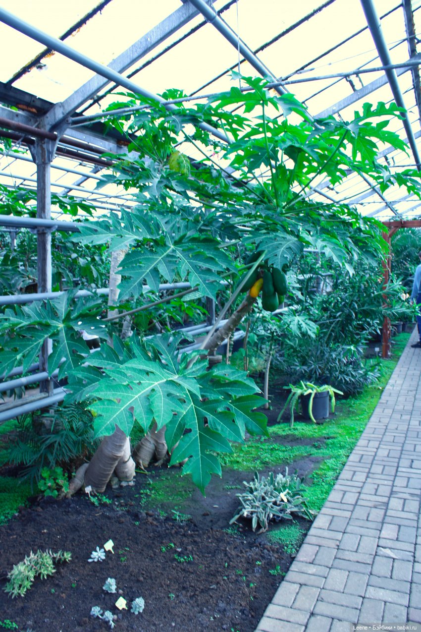 Прогулка в оранжерее Зеленхоза