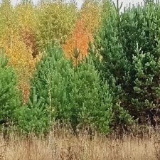 На ковре из жёлтых листьев... Прогулка Мари,Николь и Ии...