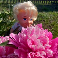 Божий одуванчик.