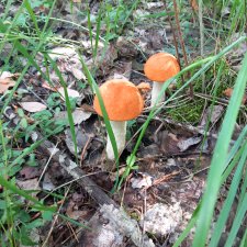 Невзапный выходной