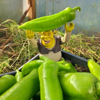 Труд облагораживает огра?