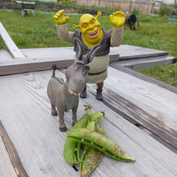 Мистер Оптимистичный