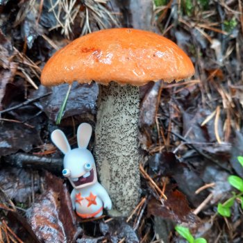 Чуча в лесу.