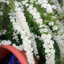 Дачное счастье