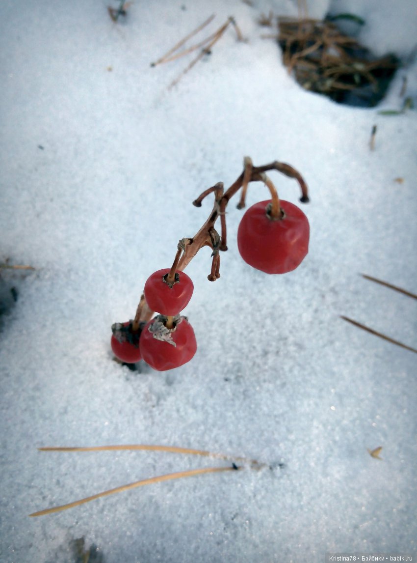 С первым днем Зимы — Болталка и разговоры обо всем: жизнь (фото 5)