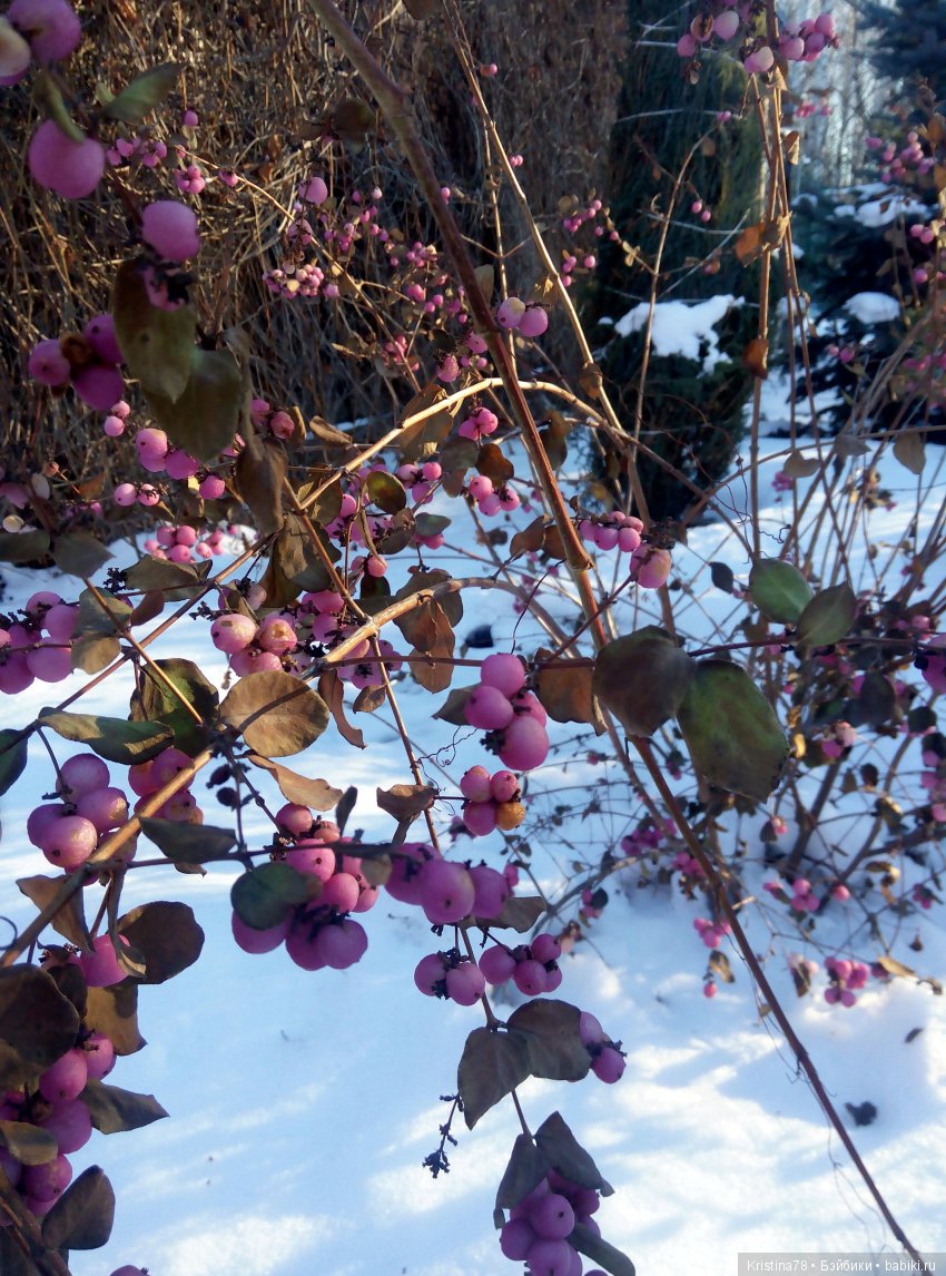 С первым днем Зимы — Болталка и разговоры обо всем: жизнь (фото 3)