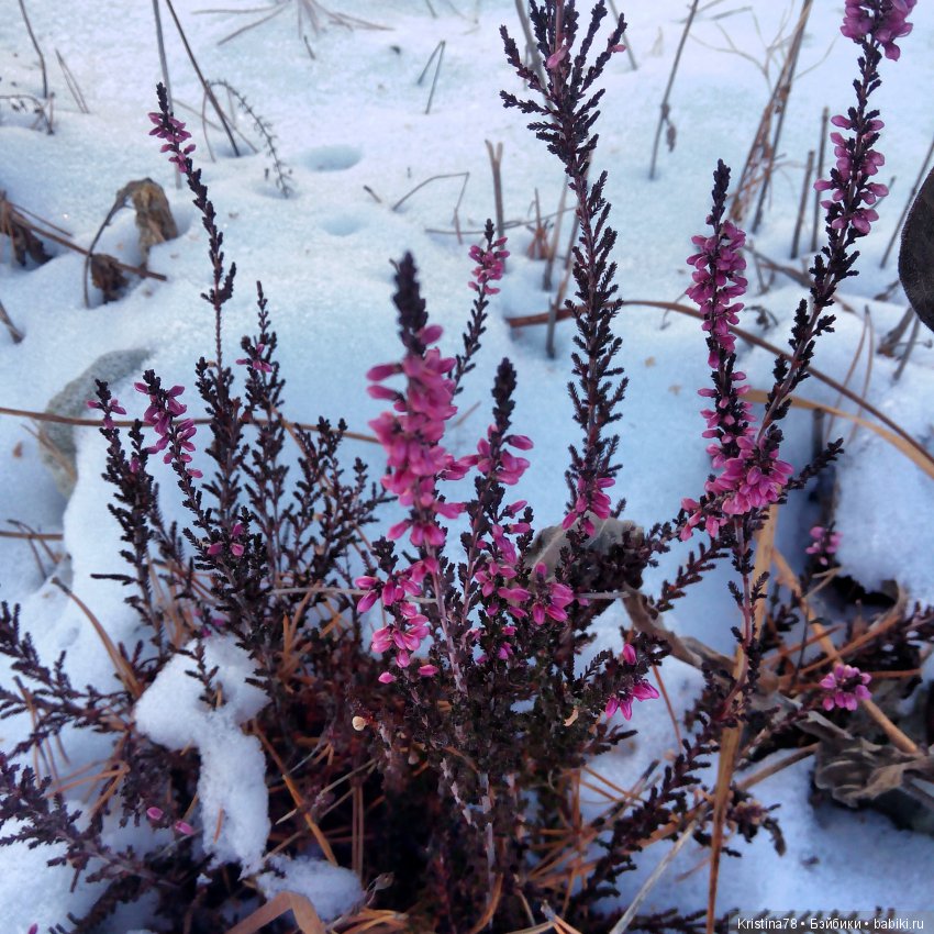 С первым днем Зимы — Болталка и разговоры обо всем: жизнь (фото 6)