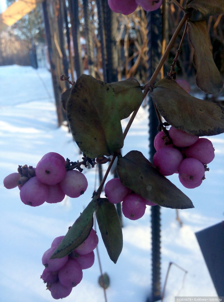 С первым днем Зимы — Болталка и разговоры обо всем: жизнь (фото 4)