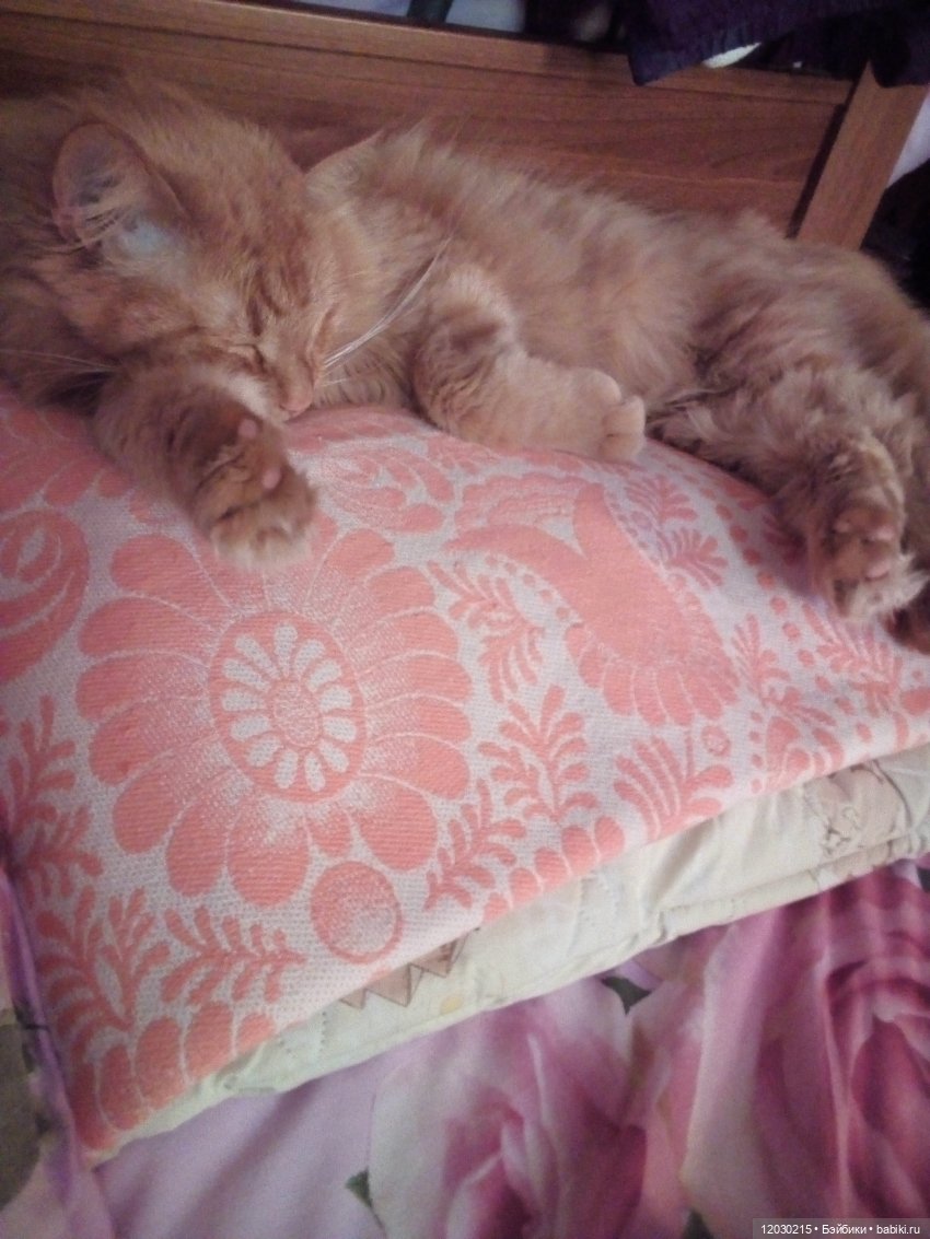 Любимый Кузя спит рядом на подушке.