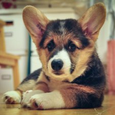 Объясните зачем так много похожих фото в топиках ?