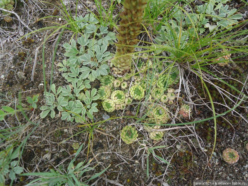 Долгожданное путешествие в Чулышманскую долину. Часть 2. Водопад Куркуре (фото 7)