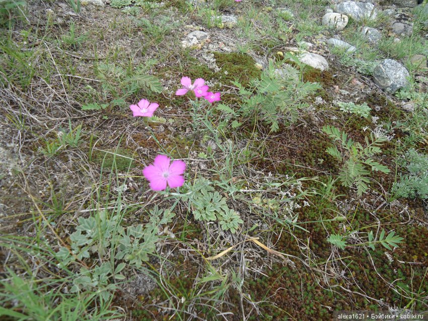 Долгожданное путешествие в Чулышманскую долину. Часть 2. Водопад Куркуре (фото 8)