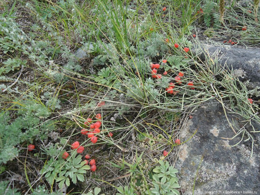 Долгожданное путешествие в Чулышманскую долину. Часть 2. Водопад Куркуре (фото 9)