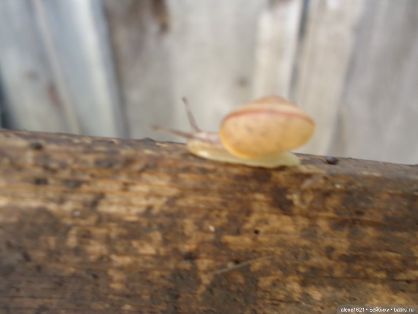 Моя малышечка — Советские винтажные куклы (СССР): Ленигрушка