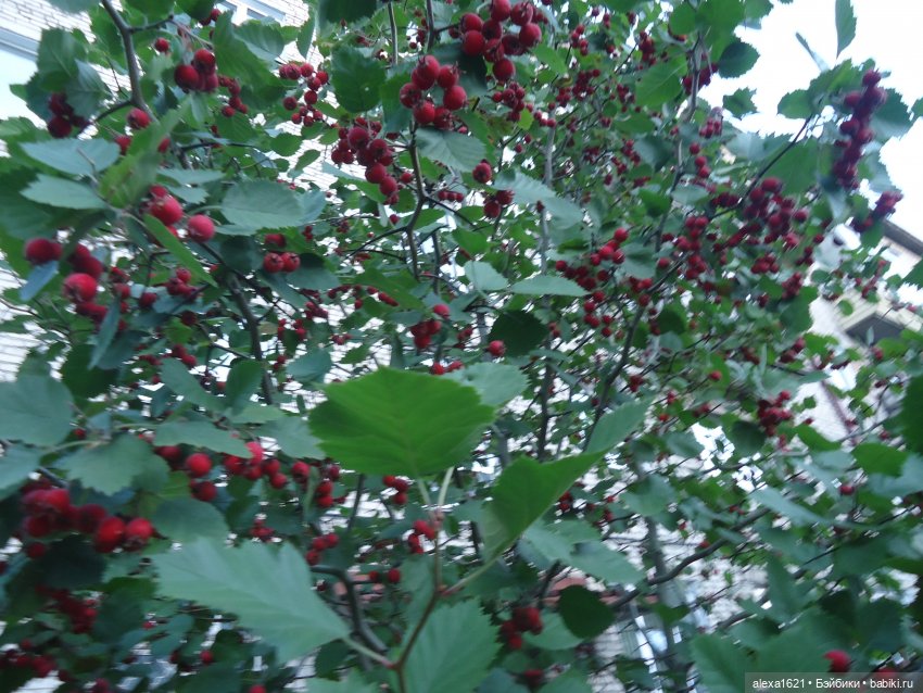 Красная Шапочка. Верочка — Советские винтажные куклы (СССР): Ленигрушка (фото 7)