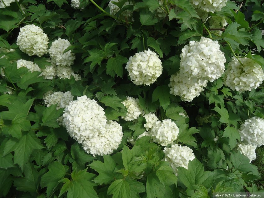 Днепряночка — Советские винтажные куклы (СССР): Ленигрушка (фото 8)