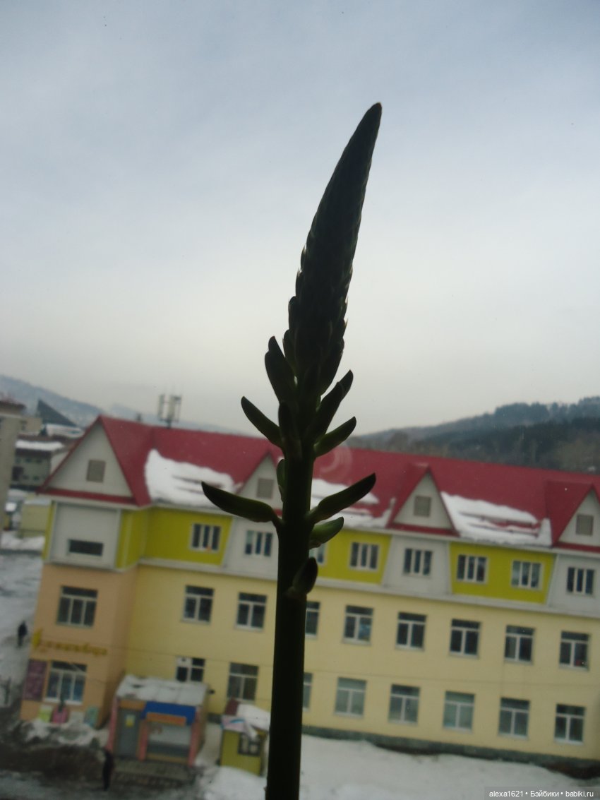 Дина: цветет ли алоэ — Советские винтажные куклы (СССР): Ленигрушка (фото 2)