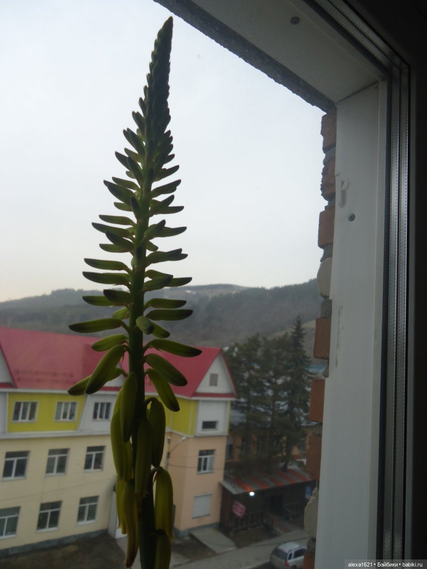 Дина: цветет ли алоэ — Советские винтажные куклы (СССР): Ленигрушка (фото 4)