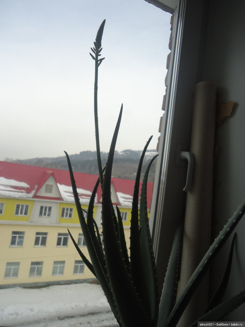 Дина: цветет ли алоэ — Советские винтажные куклы (СССР): Ленигрушка