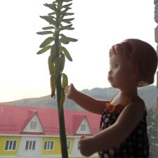 Дина: цветет ли алоэ?